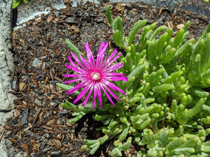 pink flower.jpg