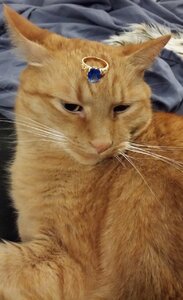 CatWearingCrown3.jpg