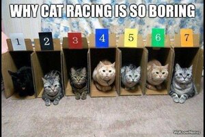 catracingboring.jpg