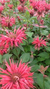 beesbeebalm.jpeg