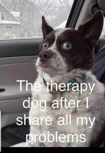 therapydog.jpg