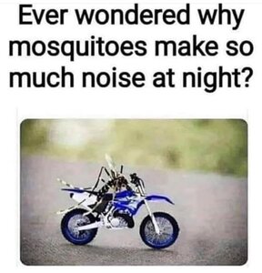 mosquitos.jpg