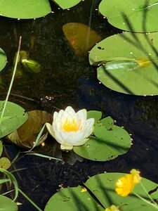 lilypads.jpg