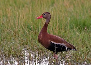 black-bellied-whistling-duck-posing.jpg