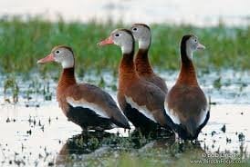 blackbelliedwhistlingduck.jpg