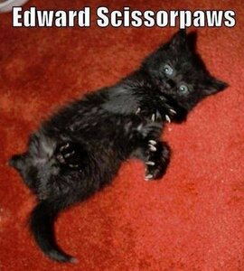 edwardscissorpaws.jpg