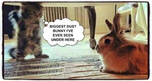 dustbunny.jpg