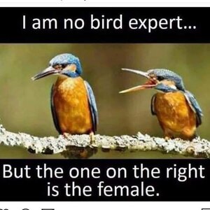 femalebird.jpg