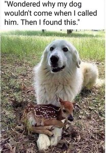 babydeeranddog.jpg