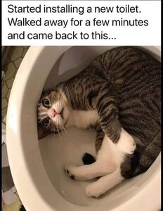 toiletcat.jpg