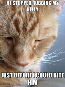 tbmj9-first-world-cat-problems-3.jpg