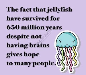 jellyfish.jpg