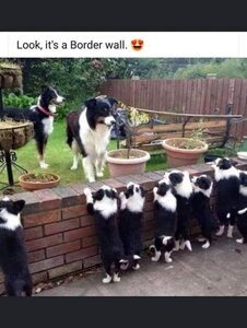 borderwall.jpg