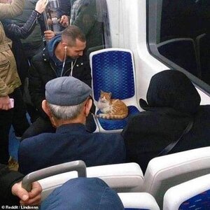 32568642-8679121-A_furry_passenger_Commuters_opted_to_let_this_sweet_ginger_stray-a-10_1598888...jpg