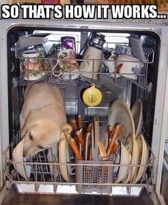 doggiedishwasher.jpg