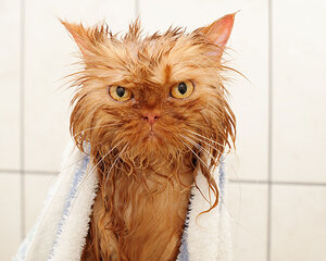funny-wet-cats-4.jpg