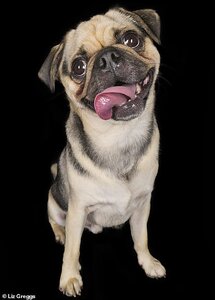 32928500-8710925-After_a_few_attempts_the_pug_relaxed_and_showed_his_goofy_side_b-a-115_159958...jpg