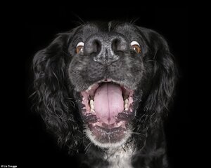 32928502-8710925-A_Spaniel_shows_his_best_playful_grin_to_the_camera_Liz_advised_-a-107_159958...jpg