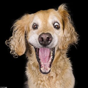 32928514-8710925-A_Spaniel_shows_of_its_wild_side_in_a_picture_by_Liz_The_photogr-a-116_159958...jpg