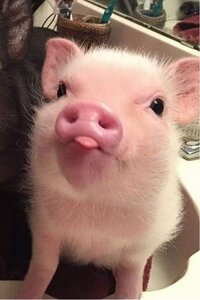 cutepig.jpg