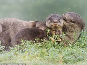 33019170-8719155-This_baby_otter_looked_absolutely_terrified_and_very_upset_as_it-a-27_1599835...jpg