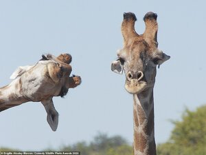 33019310-8719155-Having_a_giraffe_This_giraffe_looked_very_mischievous_as_it_appe-a-24_1599835...jpg