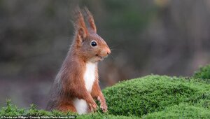 33019318-8719155-This_Eurasian_red_squirrel_in_Espelo_in_the_Netherlands_looked_t-a-1_15998427...jpg