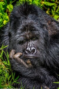 33019322-8719155-This_silverback_gorilla_looked_a_little_down_in_the_dumps_as_it_-a-31_1599835...jpg