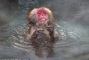 33019338-8719155-This_poor_monkey_looked_pained_as_it_sat_hot_springs_in_Japan_an-a-32_1599835...jpg