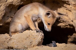 33019342-8719155-This_small_fox_looked_to_be_engaging_in_conversation_with_an_eve-a-37_1599835...jpg