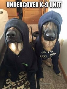 undercoverk9unit.jpg