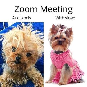 zoomvsaudio.jpg