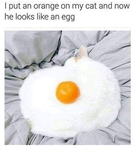 eggcat.jpg