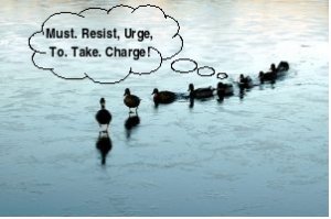 ducks in charge.jpg