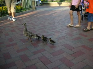 Baby ducks 3.jpg