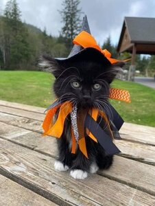 halloweenblackkitty.jpg