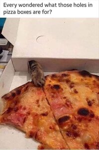 pizzaandcats.jpg