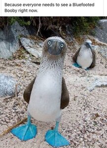 bluefootedbooby.jpg