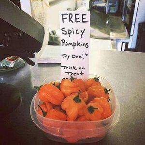 freespicypumpkins.jpg