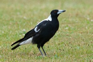 Australian magpie_2-1.jpg