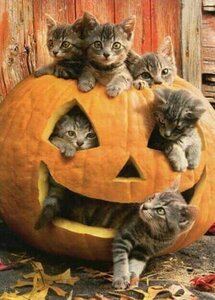 pumpkinkitties.jpg