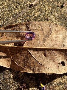 Lavender Spinel outside strong sunlight showing window 1.jpg