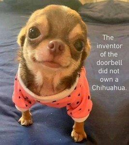 chihuahua.jpg