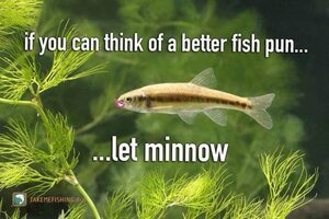 letminnow.jpg