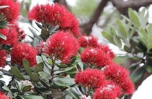 pohutukawa-stony-bay-886.jpg