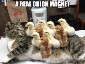 chickmagnet.jpg