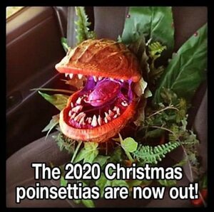 2020poinsettas.jpg