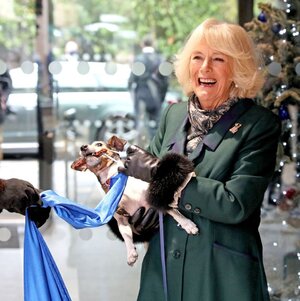 camilla-duchess-of-cornwall-with-beth-her-jack-russell-news-photo-1607528087.jpeg