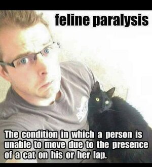 felineparalysis.jpg