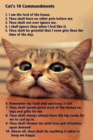 catcommandments.jpg